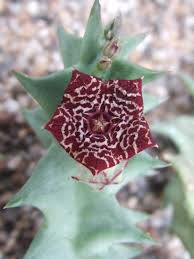 Image result for Orbea carnosa