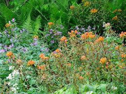 Die Himalaya Wolfsmilch Euphorbia Griffithii Fireglow Kommt Aus Asien Zu Uns Und Ist Dort Beheimatet In Wiesen Und Gebuschrandern Die Orangeroten Bluten Er