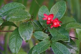 Image result for Ochnaceae