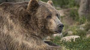 Black or brown, with a light brown snout, is the most common coloration. Us Woman Killed By Bear That Dragged Her From Tent In Montana Bbc News