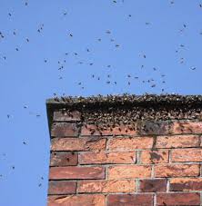 The bees in my apiary tend to produce one batch and then stop pollinating and going back into the apiary unless i pick them up and manually put them in myself. Bees In Chimney Here S How To Remove Bees In Chimney