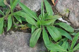 Image result for Inhambanella