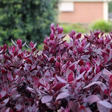 Neither the flowers nor the fruit are ornamentally significant. Little Ruby A Beautiful Low Growing Ground Cover Plant With Vibrant Burgundy Foliage Australian Online Nursery The Plant Hub