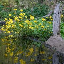 Image result for Bidens acuticaulis