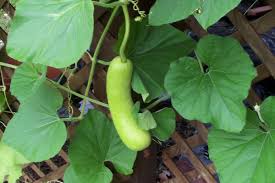 लौकी ही नहीं, इसकी पत्तियों के फायदे जानकर होंगे हैरान, आज से ही खाना शुरू  कर देंगे, जानिए