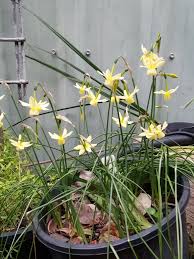 Image result for Cyrtanthus breviflorus