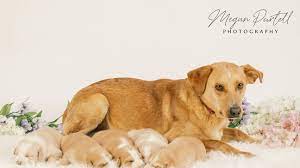 Our volunteers include a small community of people who have opened their hearts and selflessly given their time to improve the quality of life of these animals forgotten by so many. Watch Dog And Five Puppies Are Safe After Two Weeks On The Run Seven Hour Rescue In Md Wjla