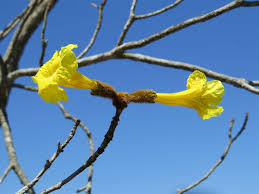 Image result for Handroanthus chrysotrichus