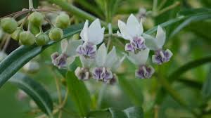 Image result for Gomphocarpus glaucophyllus