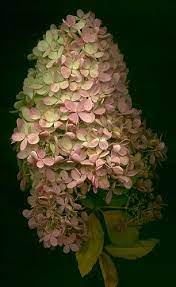 04416 Hydrangea Peegee 340 Flickr Photo Sharing Hydrangea Flower Beautiful Hydrangeas Beautiful Flowers