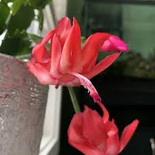 I keep mine in a north window during the winter and these thanksgiving cactus don't normally bloom in our climate. How To Care For A Holiday Cactus A Natural Curiosity