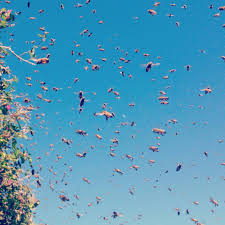 Click here to play the animation. How To Lure A Swarm Of Bees Beekeeping Like A Girl