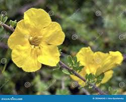 Image result for Rhigozum