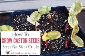 Does this only happen to indoor succulents? How To Germinate Grow Castor Beans From Seed