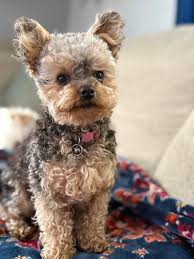 Image result for yorkshire haircut