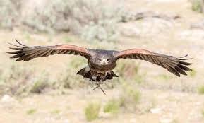 Shooting is often impractical in public areas and recorded distress calls. San Diego Fruit Growers Use Falcons As Pest Control San Diego Reader