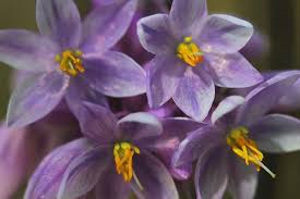 Image result for Anthericaceae