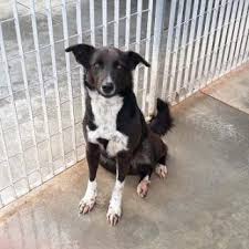 Trova le migliori offerte di immobili a sesto fiorentino. Persi Trovati Da Adottare Toscana Annunci Animali Trovacuccioli Com Gratis Cani Gatti