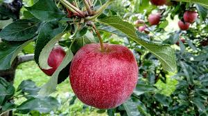 How to grow an apple tree from seeds, part 2of2. Why Can T I Buy A Pink Lady Apple Tree Primrose Blog