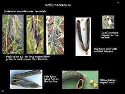 Image result for Crotalaria lanceolata