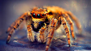 Follow the vibe and change your wallpaper every day! Spider Hd Wallpaper Background Image 1920x1080