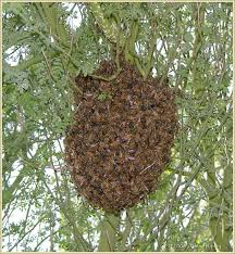 Maybe you would like to learn more about one of these? Bees Budding In Tree Pestcemetery Pest Cemetery
