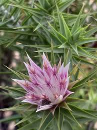 Image result for Macledium poggei