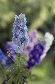 Die 10 Schonsten Stauden Die Im Juni Bluhen In 2020 Stauden Garten Lavendel Taglilien