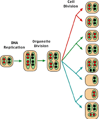 Maybe you would like to learn more about one of these? Vegetative Segregation Simple Plant Model A Heteroplasmic Cell Has Download Scientific Diagram