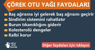 Corek Otu Yagi Faydalari Nelerdir Corek Otu Yaginin Cilde Ve Saca Faydalari Nelerdir Nasil Kullanilir Zayiflatir Mi F Otlar Saglikli Gidalar Saglikli Yasam