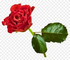 Garden Roses Flower Desktop Wallpaper Laptop High Definition Garden Roses Flower Desktop Wallpaper Laptop High Definition Free Transparent Png Clipart Images Download 1024 x 768 jpeg 436 кб.