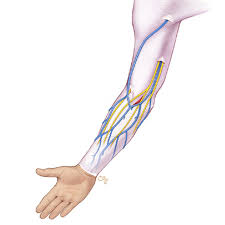 Image result for Peripheral IV Access