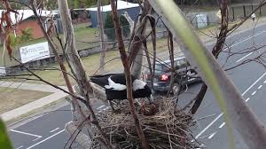 The magpie nest contains many manmade items including a plastic fork, usb stick, headphones, coat hangers, electrical wire and 3d glasses.( the researchers studied nearly 900 nests held at the. Photographer Captures Life Inside Magpie Nest Northern Star