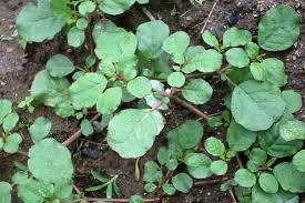 Image result for Trianthema portulacastrum