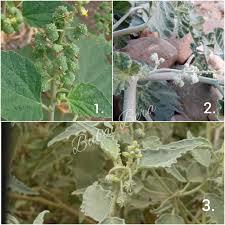 Image result for Chrozophora plicata