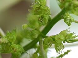 Image result for Acalypha ciliata