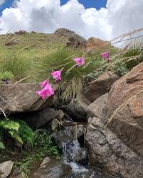 Image result for Dierama parviflorum