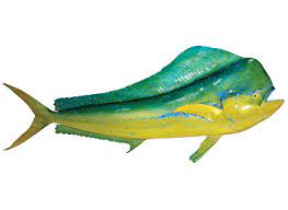 Check spelling or type a new query. Dorado Costa Rica Fishing Fecop