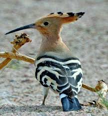 Birds Of The Air Bible Meaning The Hoopoe Afro Eurasian Listed In The Bible Pet Birds Birds Colorful Birds