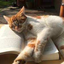 Image About Photography In Universe Exists Even In One Moment By Miss Mikaela In 2020 Cute Animals Cats Animals Beautiful