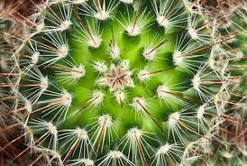 La mayoría de nosotros tanto el agua como el abono deberían ir »de la mano». Cuidado De Cactus Los Mejores Consejos Para Sus Cactus