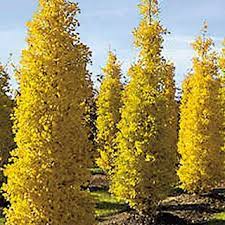 It is classified in its own division, the ginkgophyta, comprising the single class ginkgoopsida, order ginkgoales, family ginkgoaceae. Goldspire Ginkgo Biloba Goldspire At Wayside Gardens Street Trees Shrubs Columnar Trees