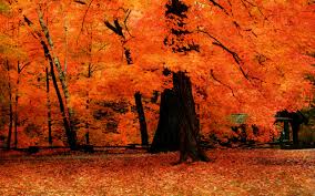 27,062 hd fall picture ideas to download related images: Fall Trees Wallpapers Wallpaper Cave