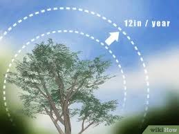 We did not find results for: How To Fertilize Fruit Trees 13 Steps With Pictures Wikihow