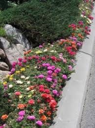 The people of the village began to gather in the square, between the post office and the bank, around ten o'clock; The Lovely Portulaca That Blooms At 10 O Clock Blog Nurserylive Com Gardening In India