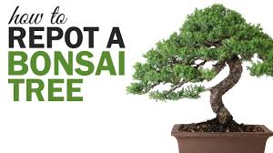 Bonsai money trees will only grow to about 12 in height. How To Repot Your Bonsai Tree