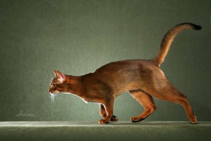 Abyssinian - TICA - The International Cat Association