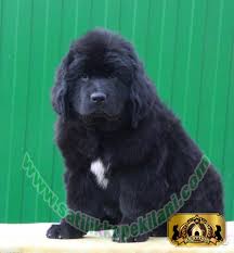 Newfoundland Yavru Fiyatlari 05412625853