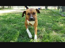 Iowa county humane society (iowa county) pet adoption services for iowa county, wisconsin. Dog S Sad Adoption Tale Spotlights Wisconsin Pets Needing Homes Milwaukee Wi Patch