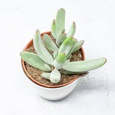 We did not find results for: Suculentas Cotyledon Orbiculata Oophylla La Tienda Del Cactus